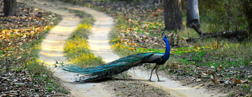 India Nepal Wildlife Tour