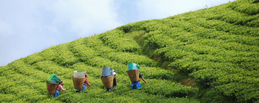Best of Gangtok Tour